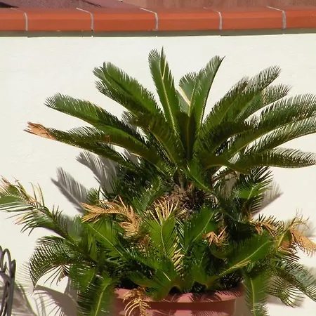 Terrazze Sul Mare Penzion 4*